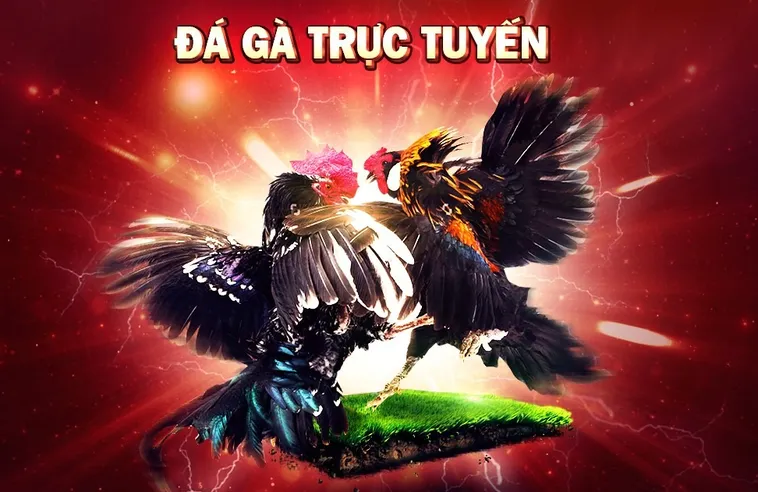Đá Gà 3D Tại VIN777 - Trải Nghiệm Giải Trí Đỉnh Cao 2 Đá Gà 3D Tại VIN777 - Trải Nghiệm Giải Trí Đỉnh Cao